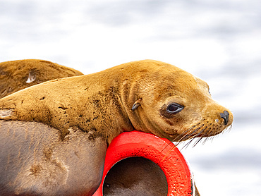 California sea lions, Zalophus californianus, hauled out on a buoy in the channel in Newport Beach, California, USA.