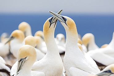 Australasian gannet (Morus serrator) courtship display at Cape Kidnappers, North Island, New Zealand, Pacific