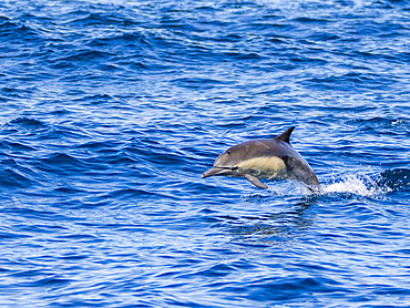 An adult common dolphin, Delphinus delphis leaping in the ocean off Newport Beach, California, USA.