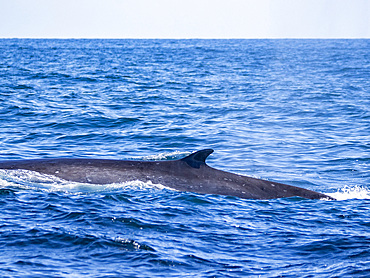 An adult fin whale, Balaenoptera physalus, surfacing in the ocean off Newport Beach, California, USA.