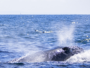 An adult humpback whale, Megaptera novaeangliae, surfacing in the ocean off Newport Beach, California, USA.