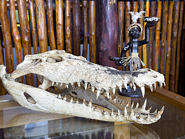 Carvings and a crocodile skull in the Agats Museum in the town of Agats, Asmat Regency, South Papua, Indonesia.