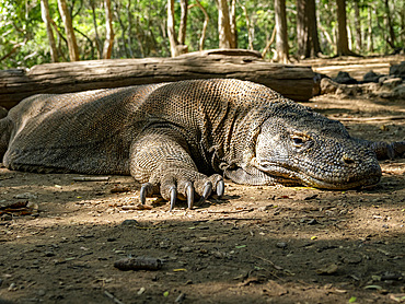 An adult Komodo dragon, Varanus komodoensis, largest extant species of lizard, resting on Komodo Island, Indonesia.
