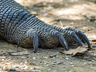 An adult Komodo dragon, Varanus komodoensis, largest extant species of lizard, claw detail, Komodo Island, Indonesia.