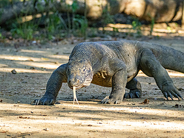 An adult Komodo dragon, Varanus komodoensis, largest extant species of lizard, walking on Komodo Island, Indonesia.