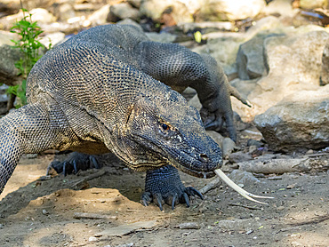 An adult Komodo dragon, Varanus komodoensis, largest extant species of lizard, walking on Komodo Island, Indonesia.