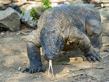 An adult Komodo dragon, Varanus komodoensis, largest extant species of lizard, walking on Komodo Island, Indonesia.