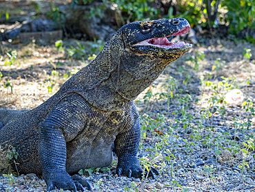 An adult Komodo dragon, Varanus komodoensis, largest extant species of lizard, yawning on Komodo Island, Indonesia.