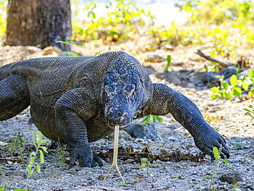 An adult Komodo dragon, Varanus komodoensis, largest extant species of lizard, walking on Komodo Island, Indonesia.