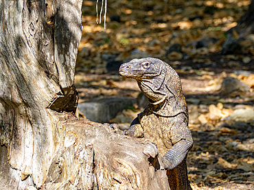 An adult Komodo dragon, Varanus komodoensis, largest extant species of lizard, looking for food, Komodo Island, Indonesia.