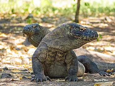 A pair of adult Komodo dragons, Varanus komodoensis, largest extant species of lizard, on Komodo Island, Indonesia.