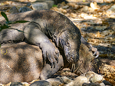 A pair of adult Komodo dragons, Varanus komodoensis, largest extant species of lizard, on Komodo Island, Indonesia.