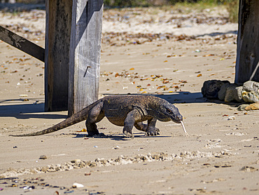 An adult Komodo dragon, Varanus komodoensis, largest extant species of lizard, walking on the beach, Komodo Island, Indonesia.