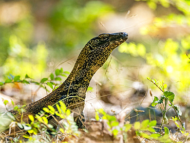 A young Komodo dragon, Varanus komodoensis, largest extant species of lizard, on Komodo Island, Indonesia.