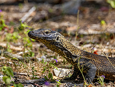 A young Komodo dragon, Varanus komodoensis, largest extant species of lizard, on Komodo Island, Indonesia.