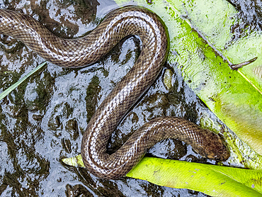 Dog-faced water snake, Cerberus schneiderii, in the town of Agats, Asmat Regency, South Papua, Indonesia.