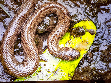 Dog-faced water snake, Cerberus schneiderii, in the town of Agats, Asmat Regency, South Papua, Indonesia.