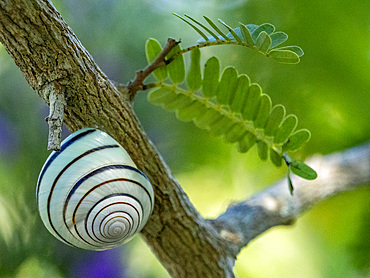 An adult Snail, Satsuma batanica, hanging on a tree on Komodo Island, Indonesia.