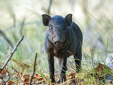 A wild boar, Sus scrofa, an introduced species of mammal on the planet, Komodo Island, Indonesia.