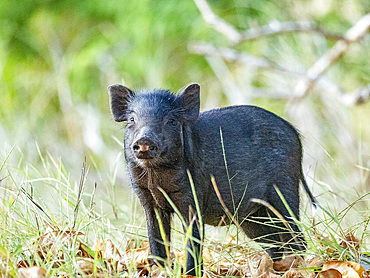 A wild boar, Sus scrofa, an introduced species of mammal on the planet, Komodo Island, Indonesia.