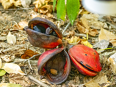 Fruit from a Java Olive tree, Sterculia foetida, fallen to the ground on Komodo Island, Indonesia.