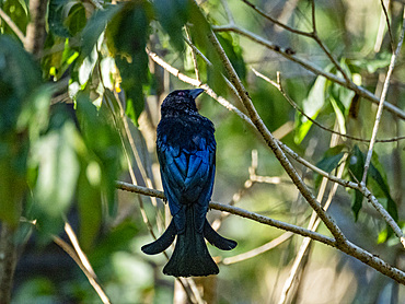 An adult Wallacean drongo, Dicurus densus, in its home in a palm tree on Komodo Island, Indonesia.
