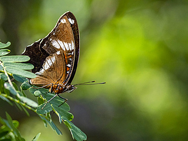 An adult great eggfly butterfly, Hypolimnas bolina, in a tree on Komodo Island, Indonesia.