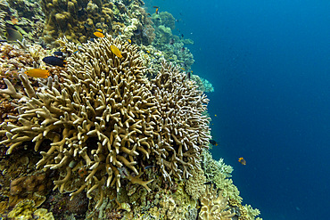 Various soft and hard corals with tropical fish underwater on the island of Misool, Raja Ampat, on Papua, Indonesia