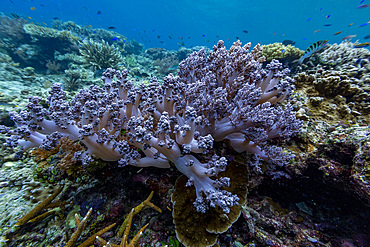 Various soft and hard corals with tropical fish underwater on the island of Misool, Raja Ampat, on Papua, Indonesia