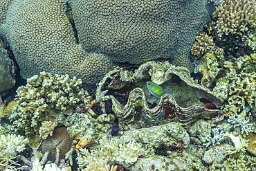 Various soft and hard corals with tropical fish underwater on the island of Misool, Raja Ampat, on Papua, Indonesia