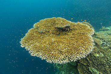 Various soft and hard corals with tropical fish underwater on the island of Misool, Raja Ampat, on Papua, Indonesia