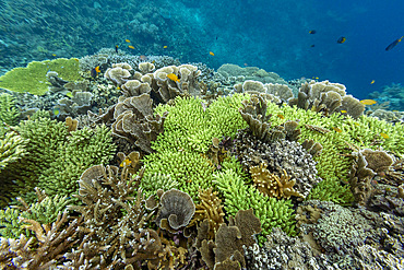 Various soft and hard corals with tropical fish underwater on the island of Misool, Raja Ampat, on Papua, Indonesia