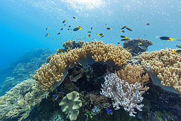 Various soft and hard corals with tropical fish underwater on the island of Misool, Raja Ampat, on Papua, Indonesia