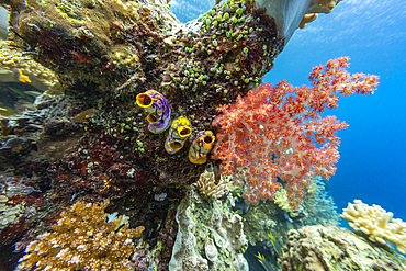 Various soft and hard corals with tropical fish underwater on the island of Misool, Raja Ampat, on Papua, Indonesia