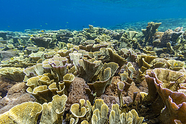 Various soft and hard corals with tropical fish underwater on the island of Misool, Raja Ampat, on Papua, Indonesia
