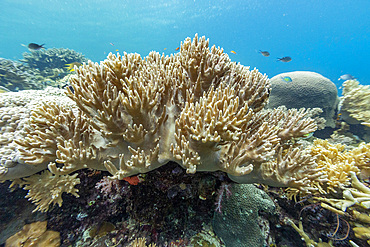 Various soft and hard corals with tropical fish underwater on the island of Misool, Raja Ampat, on Papua, Indonesia