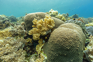 Various soft and hard corals with tropical fish underwater on the island of Misool, Raja Ampat, on Papua, Indonesia