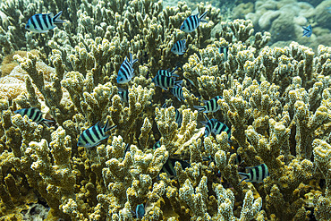 Various soft and hard corals with tropical fish underwater on the island of Misool, Raja Ampat, on Papua, Indonesia