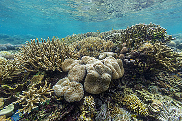 Various soft and hard corals with tropical fish underwater on the island of Misool, Raja Ampat, on Papua, Indonesia