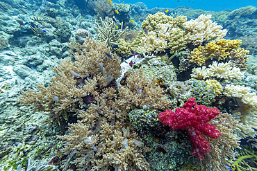 Various soft and hard corals with tropical fish underwater on the island of Misool, Raja Ampat, on Papua, Indonesia
