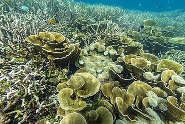 Various soft and hard corals with tropical fish underwater on the island of Misool, Raja Ampat, on Papua, Indonesia