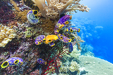 Various soft and hard corals with tropical fish underwater on the island of Misool, Raja Ampat, on Papua, Indonesia