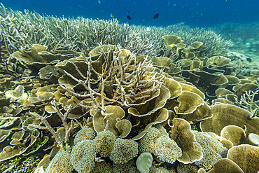 Various soft and hard corals with tropical fish underwater on the island of Misool, Raja Ampat, on Papua, Indonesia