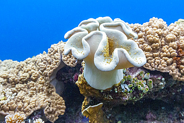 Various soft and hard corals with tropical fish underwater on the island of Misool, Raja Ampat, on Papua, Indonesia