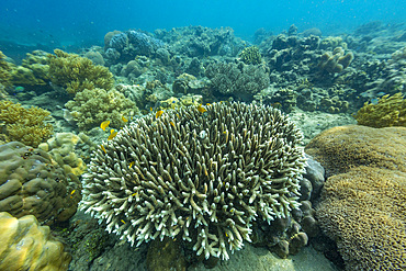 Various soft and hard corals with tropical fish underwater on the island of Misool, Raja Ampat, on Papua, Indonesia