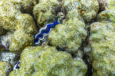 The beautiful mantle of a giant clam, Genus Tridacna, underwater on the island of Misool, Raja Ampat, on Papua, Indonesia