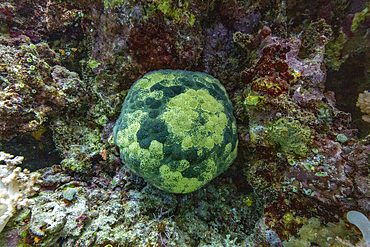 A pillow cushion star, Culcita novaeguineae, underwater on the island of Misool, Raja Ampat, on Papua, Indonesia