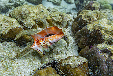 A Chiragra conch, Harpago chiragra, underwater on the island of Misool, Raja Ampat, on Papua, Indonesia