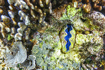 The beautiful mantle of a giant clam, Genus Tridacna, underwater on the island of Misool, Raja Ampat, on Papua, Indonesia