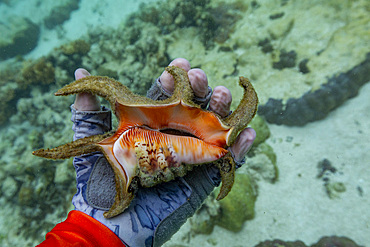 A Chiragra conch, Harpago chiragra, underwater on the island of Misool, Raja Ampat, on Papua, Indonesia